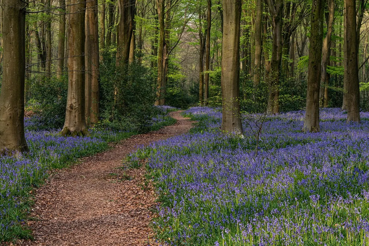 A Seasonal Guide to Bluebell Woods Around the Bluebell Quarter: Viewing Spots and Local Legends